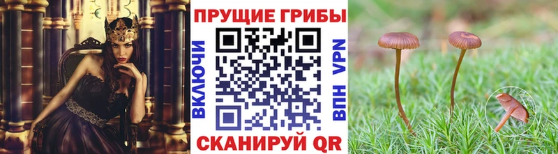 mega зеркало  Новоаннинский  Галлюциногенные грибы Cubensis 